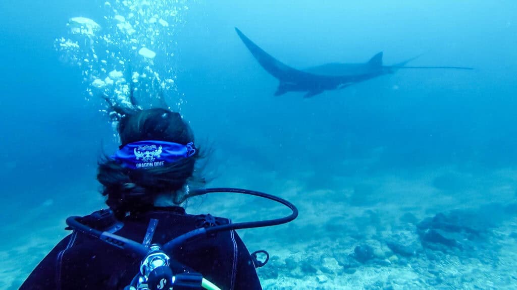 Komodo Liveaboard Indonesia scuba diving with manta
