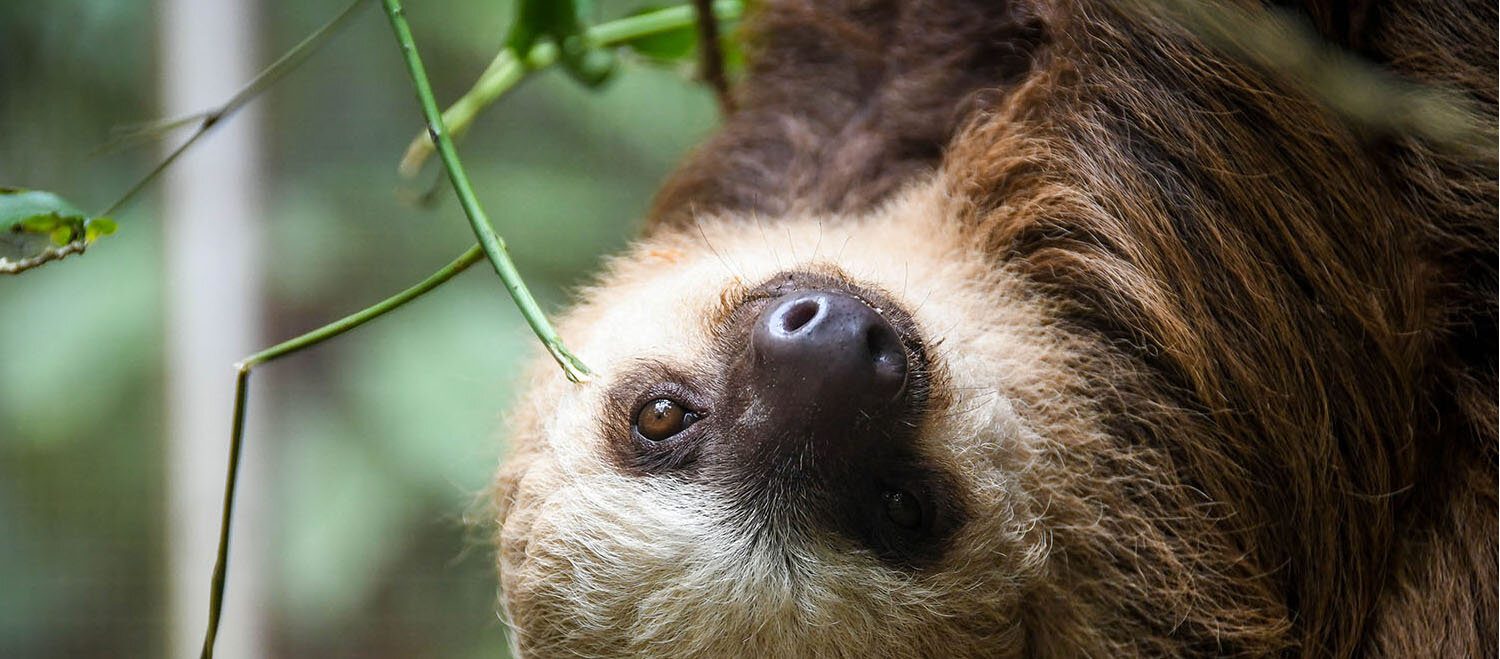 Costa Rica Responsible Travel Tips | Two Wandering Soles