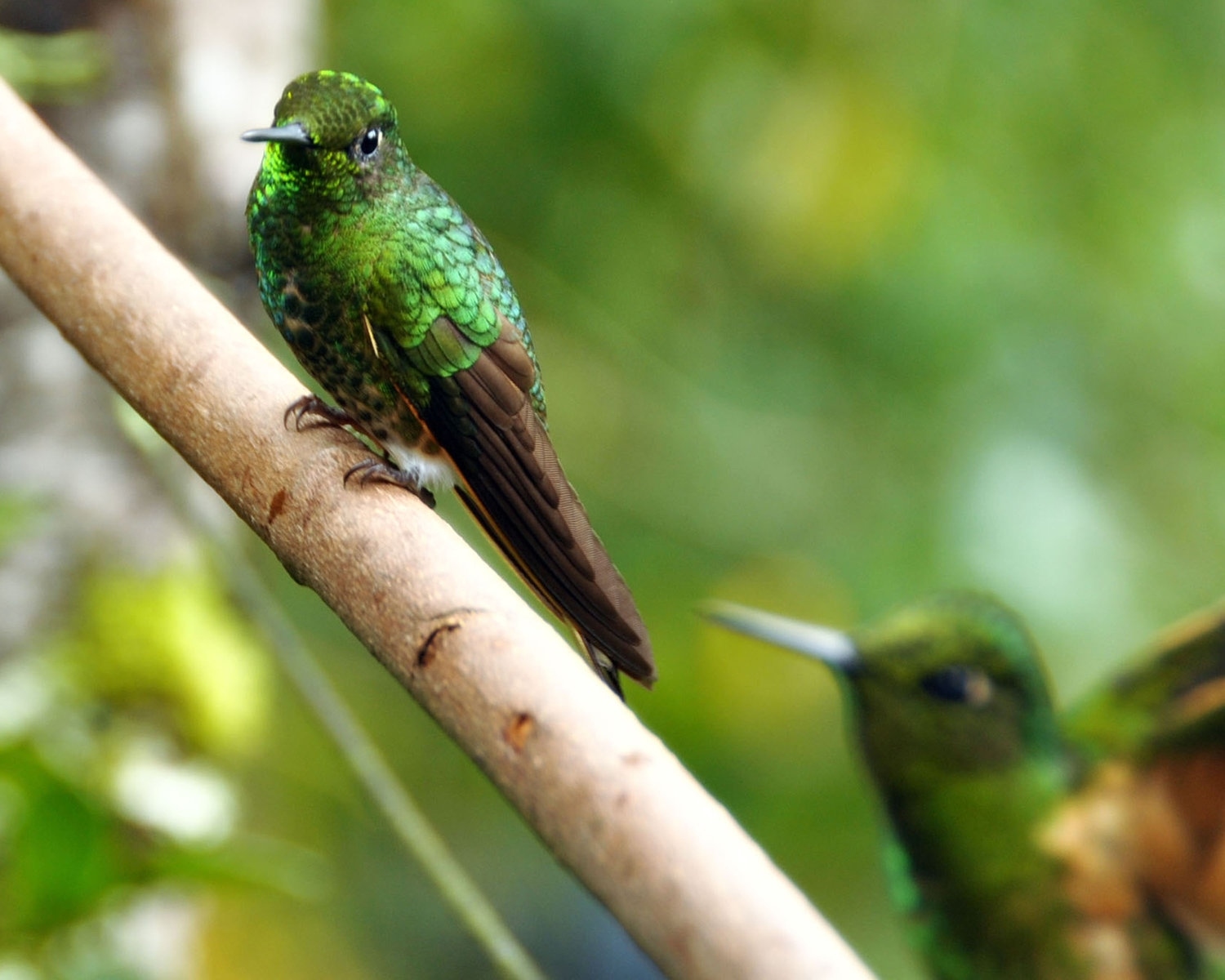 Green Hummingbird