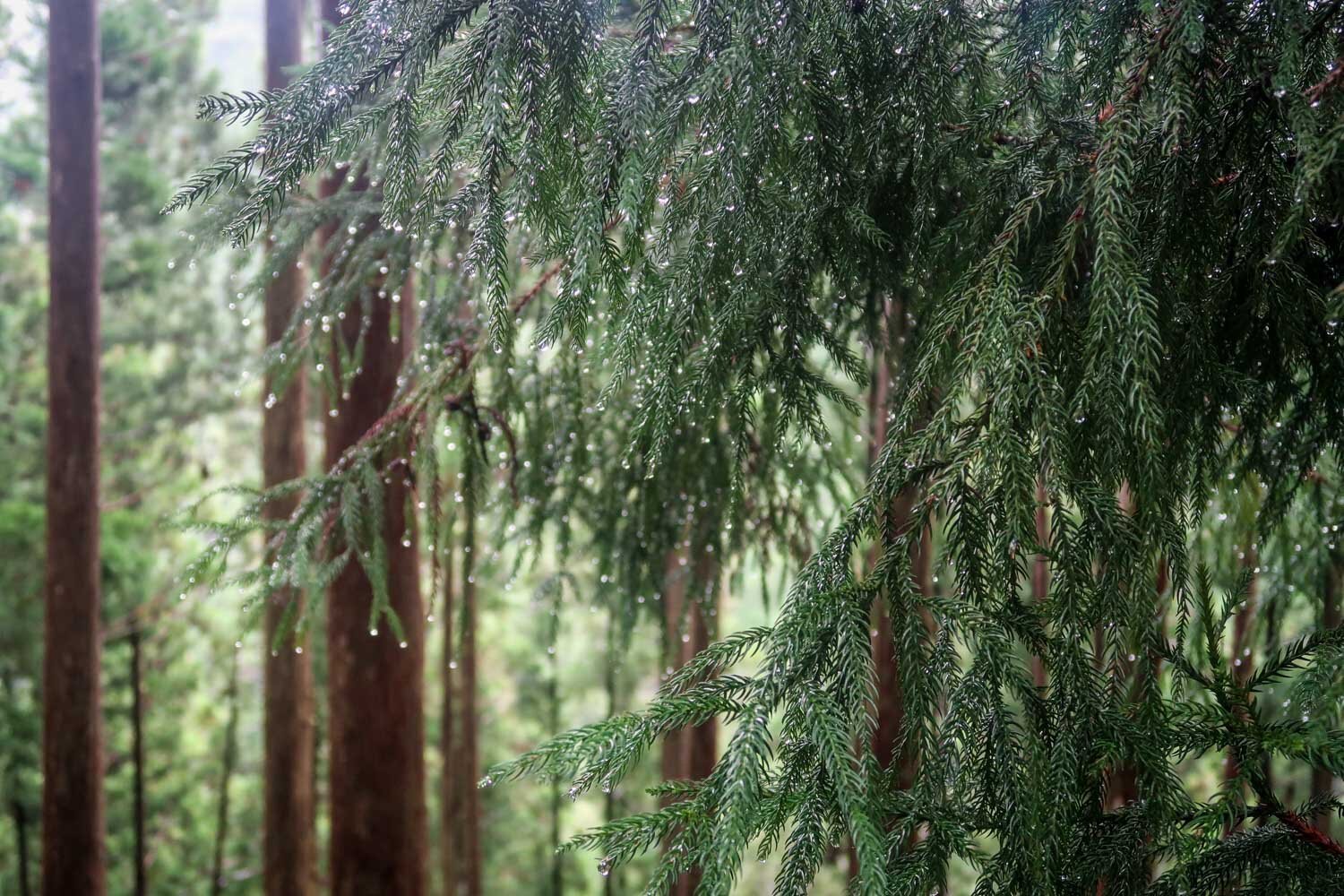Kumano Kodo Trail Weather Rainy Trees