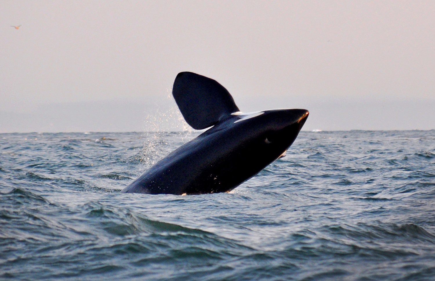 Whale+watching+Victoria+Island