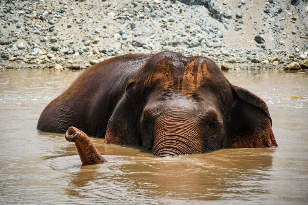 Things not to do in Chiang Mai Thailand