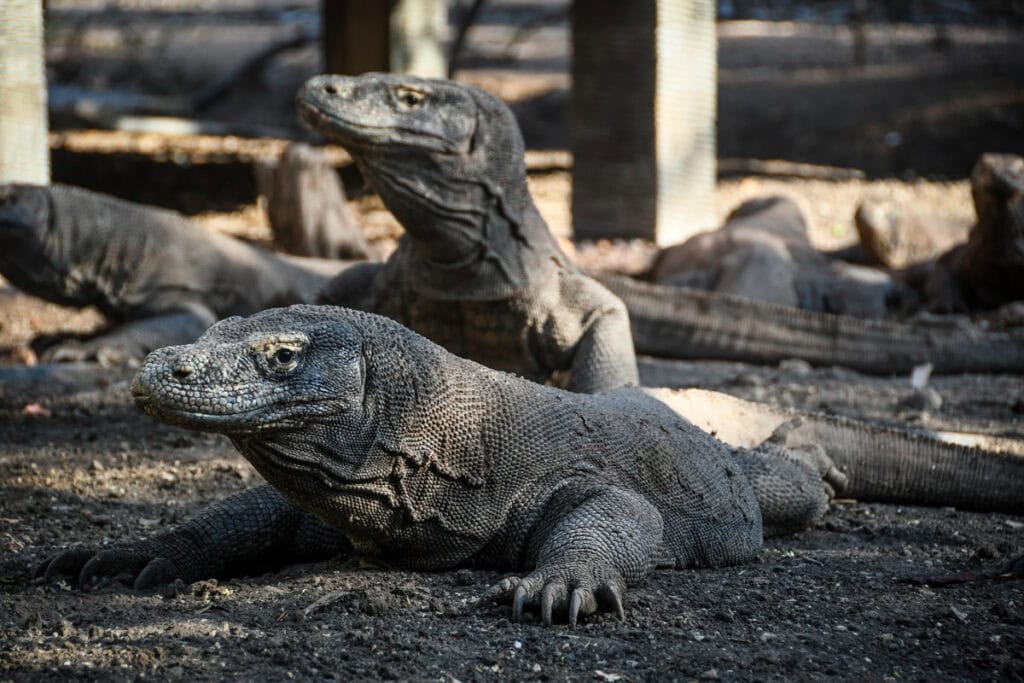 Komodo dragons in Komodo National Park Indonesia