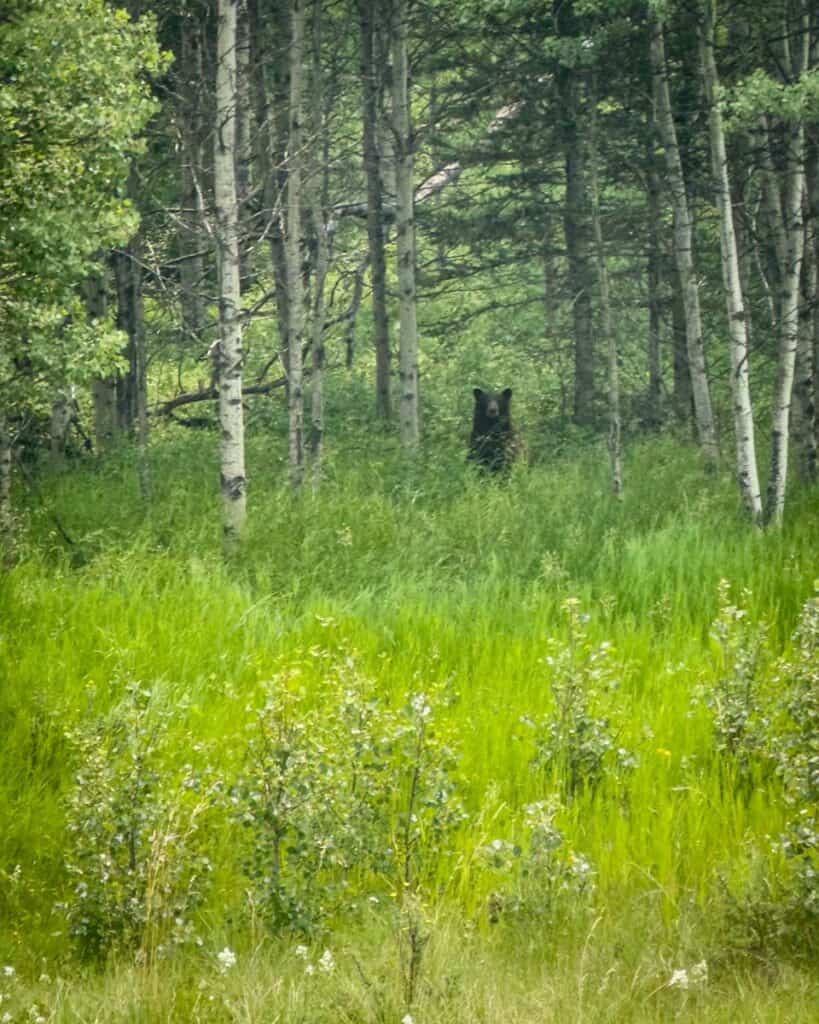 Black bear in Kananaskis Alberta Canada
