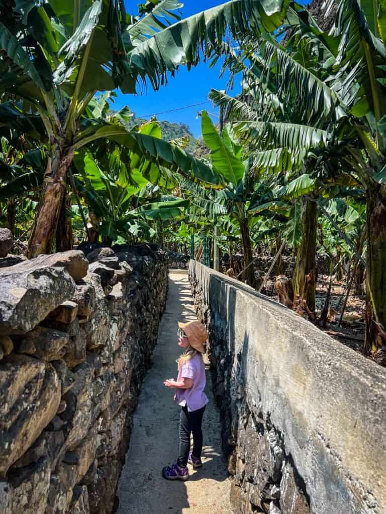 Banana Planation walk (RB2) in Madalena do Mar, Madeira, Portugal