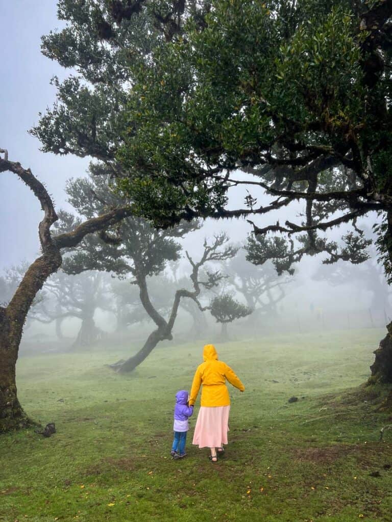Fanal Forest in Madeira, Portugal