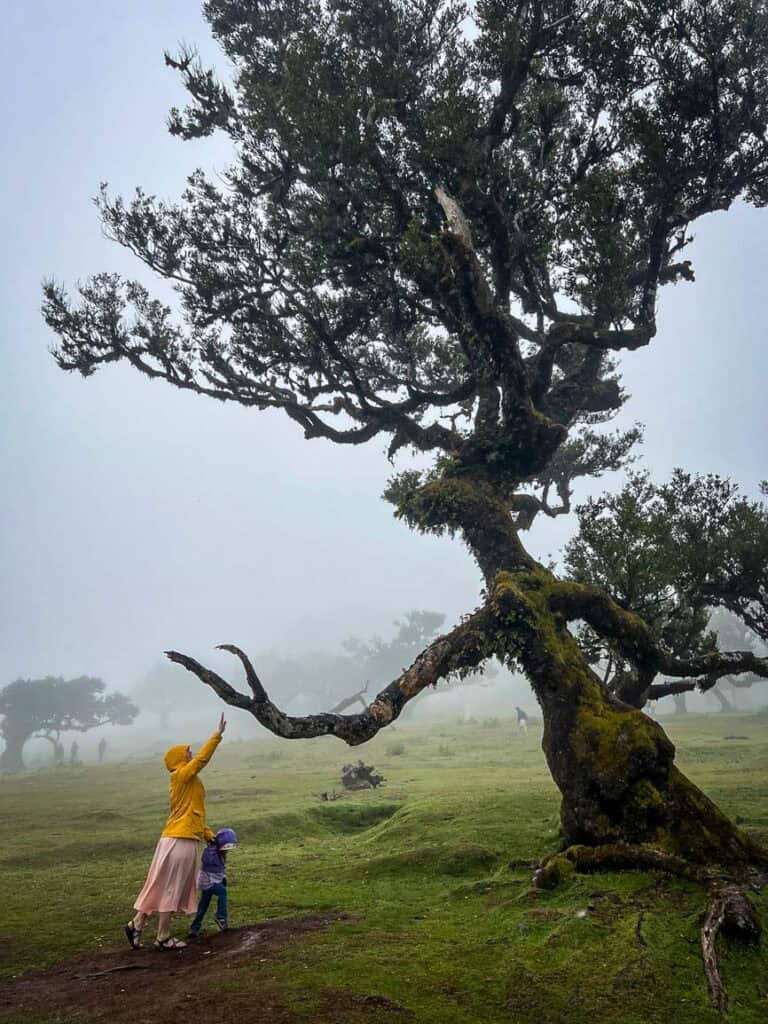 The famous "Witch Tree" in the Fanal Forest, Madeira, Portugal