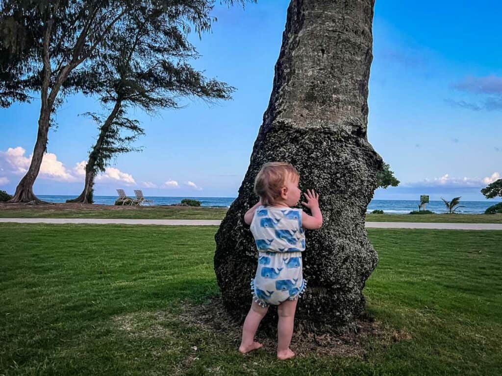 Kauai palm tree Juniper
