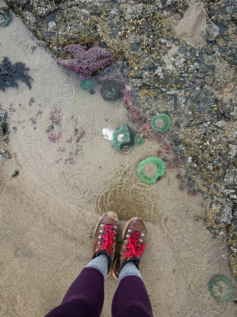 Roads End State Recreation Site Tide Pooling Lincoln City Oregon Coast