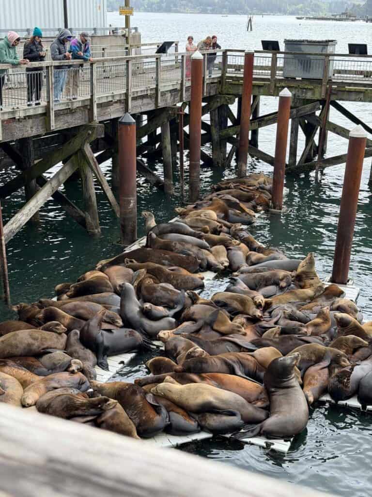 Newport Seals Oregon Coast-2