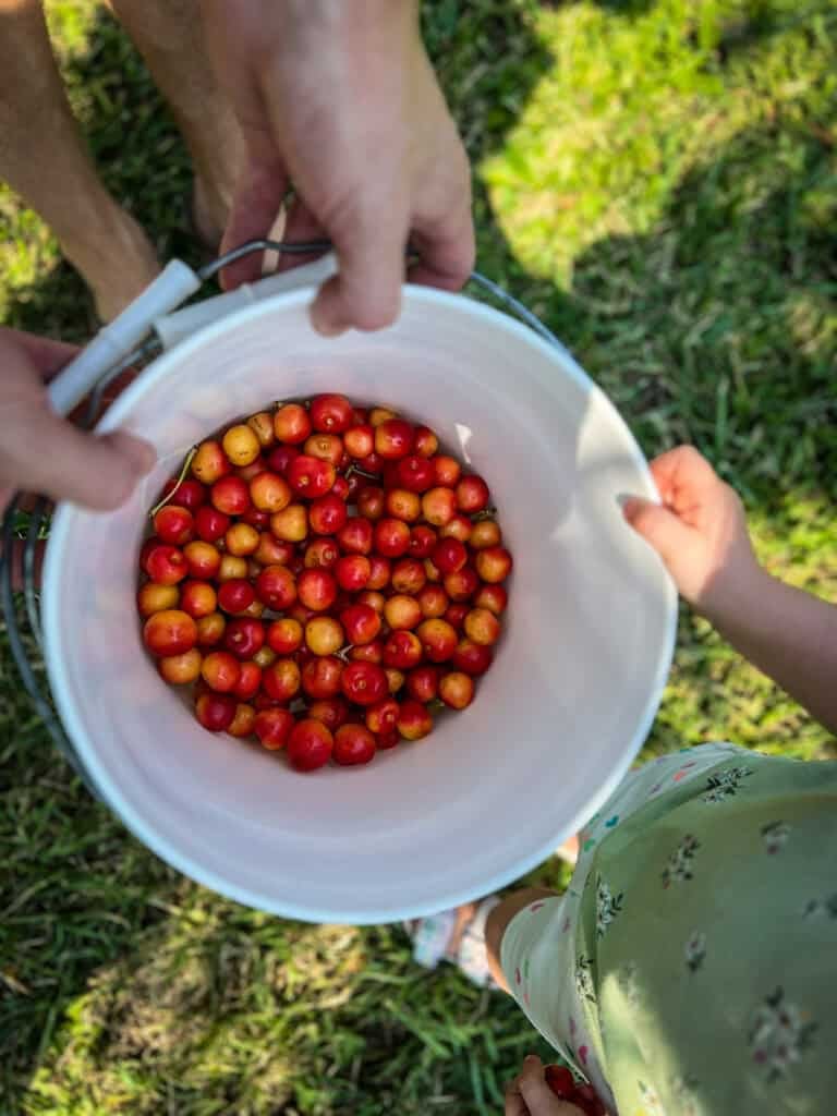 Hood River U-pick cherry
